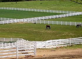 tan horse fence